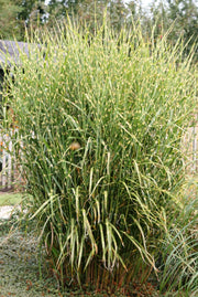 Chinaschilf - Miscanthus sinensis Zebrinus - Ansicht 4